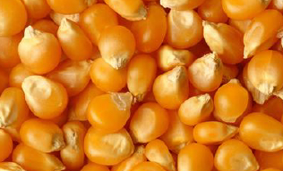 Sorting examples show Of 6SXC-63 color Sorter