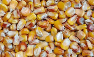 Sorting examples show Of 6SXC-63 color Sorter