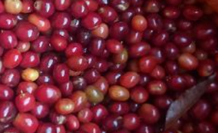 Sorting examples show Of 6SXC-63 color Sorter